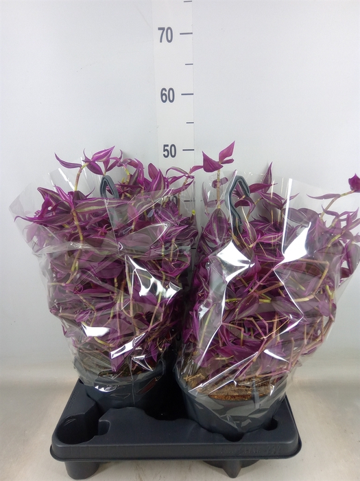 <h4>Tradescantia zebr. 'Pink Paradise'</h4>