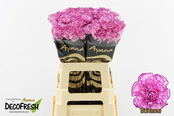 <h4>Di St Boheme</h4>