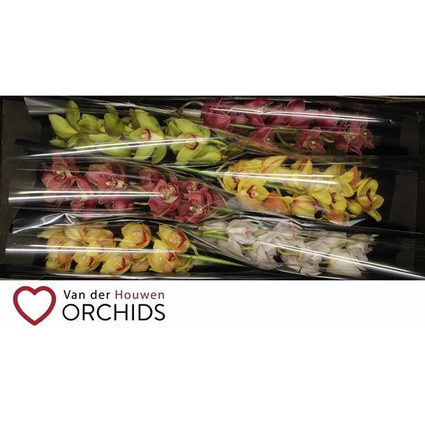 <h4>70 cm gemengd</h4>