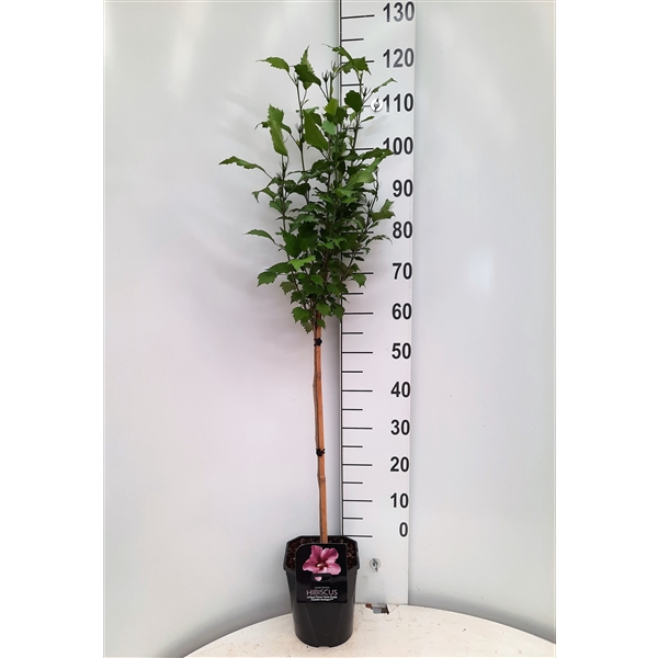 <h4>Hibiscus syr. Flower Tower Purple</h4>