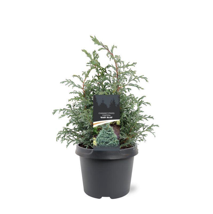 <h4>Chamaecyparis Baby Blue</h4>
