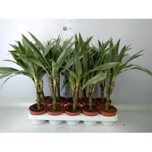 Dracaena fr de 'Warneckei'