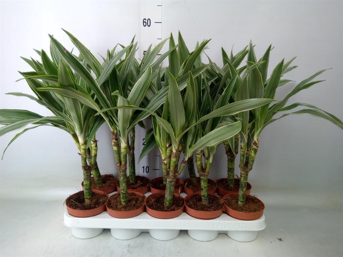 <h4>Dracaena fr de 'Warneckei'</h4>