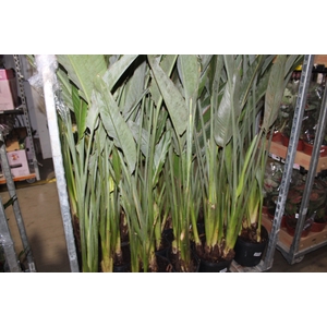 STRELITZIA TR1 8L