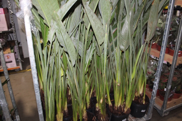 <h4>STRELITZIA TR1 8L</h4>