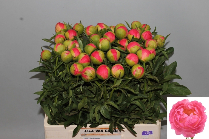 <h4>PAEO CORAL SUNSET</h4>