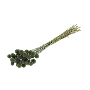 Bunch Craspedia L50 40pcs