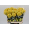 Nutans Ayoba Yellow