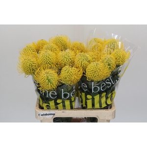 Nutans Ayoba Yellow