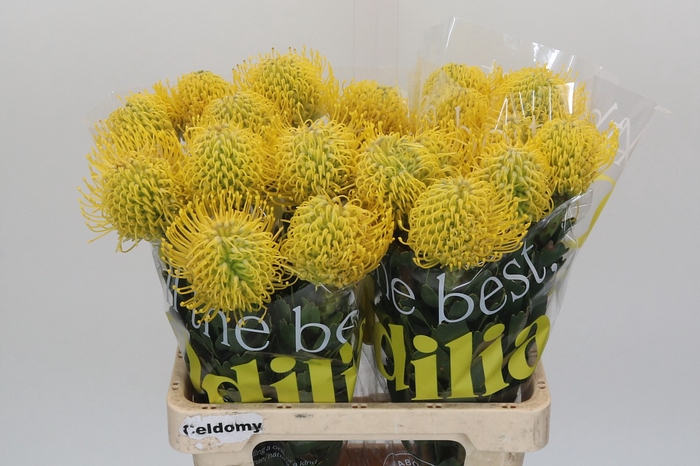 <h4>Nutans Ayoba Yellow</h4>