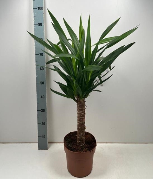 Yucca 21Ø 90cm 2Head