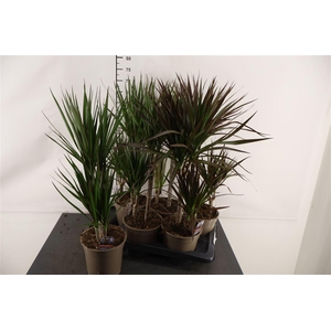 Dracaena 17 Cm. P. Marginata Toef Gem. 70 Cm. Hoog