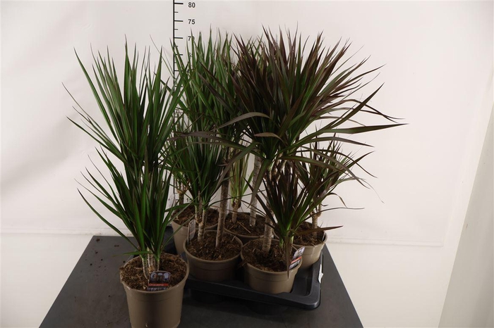 <h4>Dracaena 17 Cm. P. Marginata Toef Gem. 70 Cm. Hoog</h4>