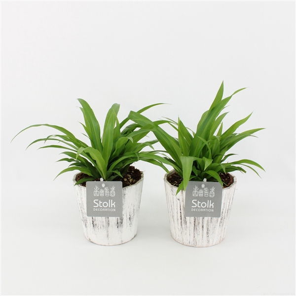 <h4>Chlorophytum comosum Lemon in Wood wit</h4>