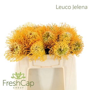 Leuco Jelena