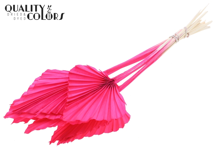 Palm spear per stem Intense Cerise
