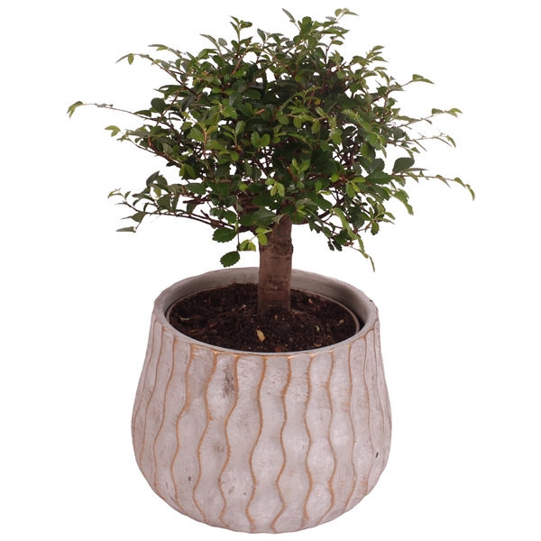 <h4>Bonsai Indoor Mix Ø12cm Ball Shape in Ø16cm Ceramic PL569</h4>