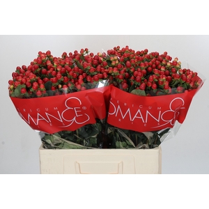 Hypericum True Romance