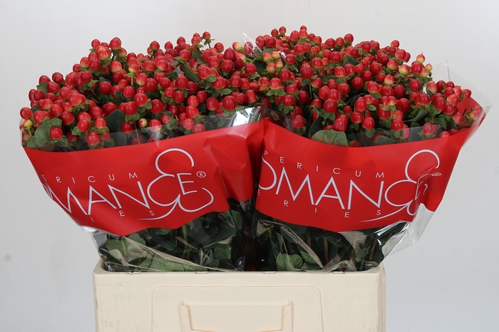Hypericum True Romance
