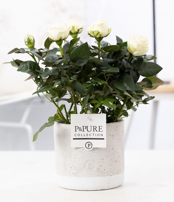 <h4>Rosa white in P&PURE Jade ceramics</h4>