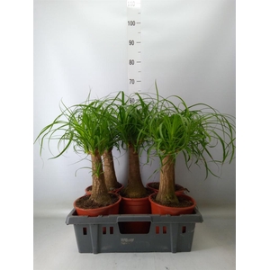 Beaucarnea recurvata