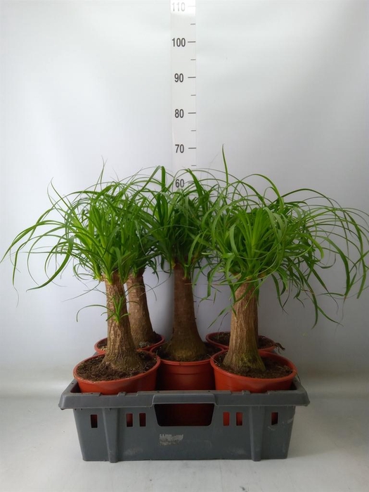 <h4>Beaucarnea recurvata</h4>