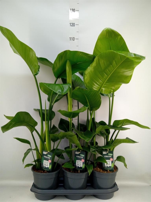 <h4>Strelitzia nicolai</h4>