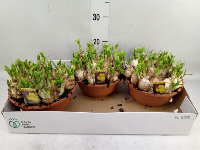 <h4>Narcissus 'Tete de Luxe'</h4>