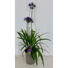 Agapanthus (Funnel Grp) Poppin Purp
