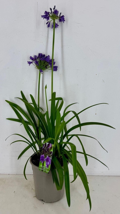 Agapanthus (Funnel Grp) Poppin Purp