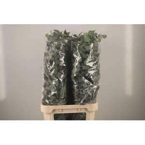 Euc Cinerea Per Stem Extra