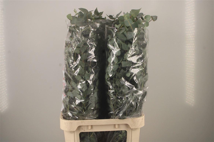 <h4>Euc Cinerea Per Stem Extra</h4>