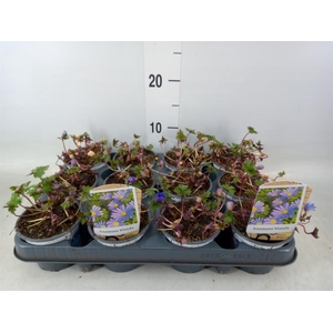 Anemone blanda 'Blue Shades'