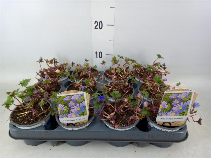 <h4>Anemone blanda 'Blue Shades'</h4>