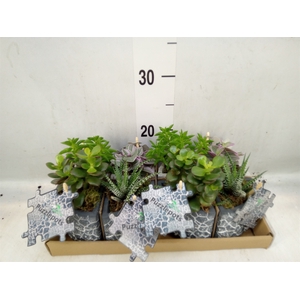 Arr.   Kamerplant Groen L%