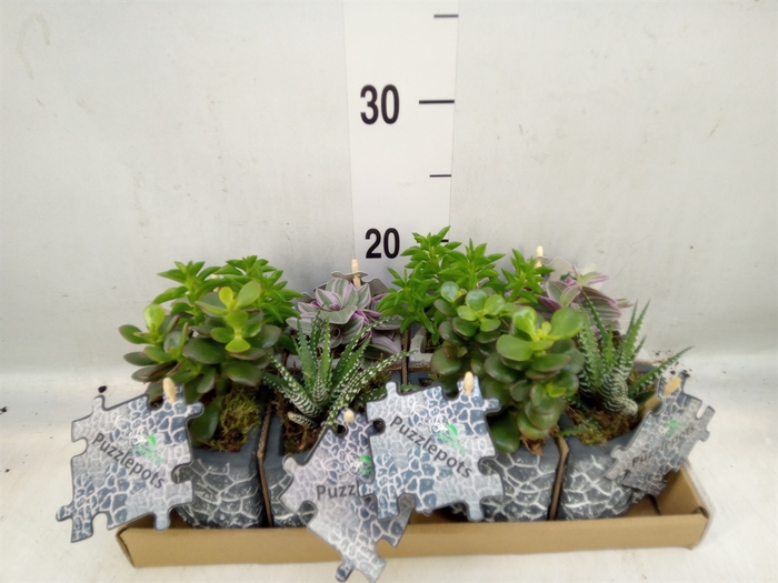 <h4>Arr.   Kamerplant Groen L%</h4>
