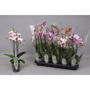PHAL MF GEM 5 KL