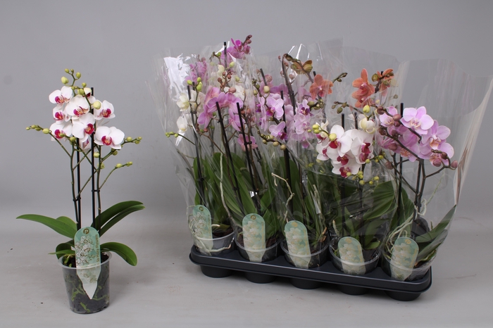 <h4>PHAL MF GEM 5 KL</h4>