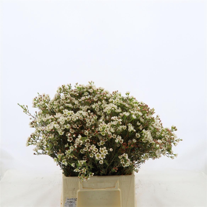 <h4>Chamelaucium Ella</h4>