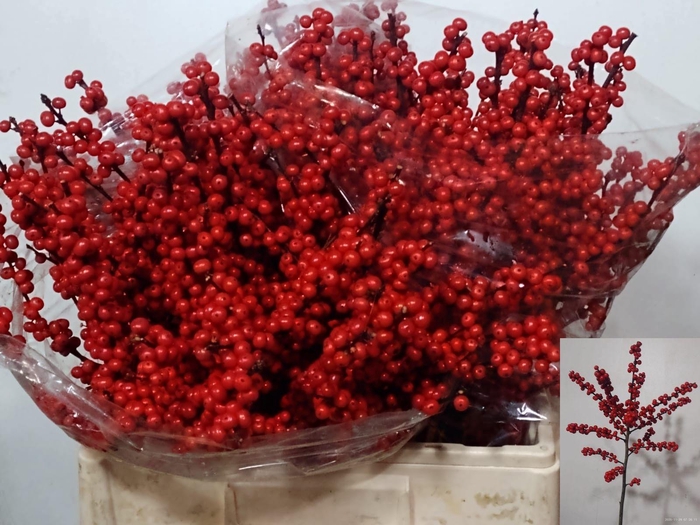 <h4>ILEX VE RODE BES</h4>