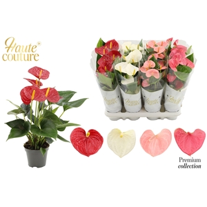 Anthurium 9 cm 4 color mix in Haute Couture sleeve