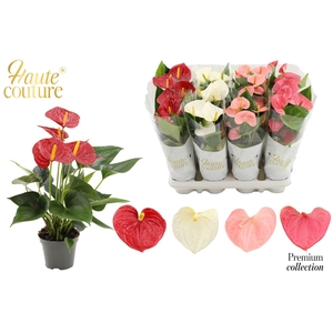 Anthurium 9 cm 4 color mix in Haute Couture sleeve