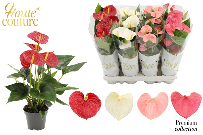 <h4>Anthurium 9 cm 4 color mix in Haute Couture sleeve</h4>