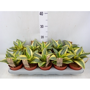 Sansevieria trifa. 'Golden Hahnii'