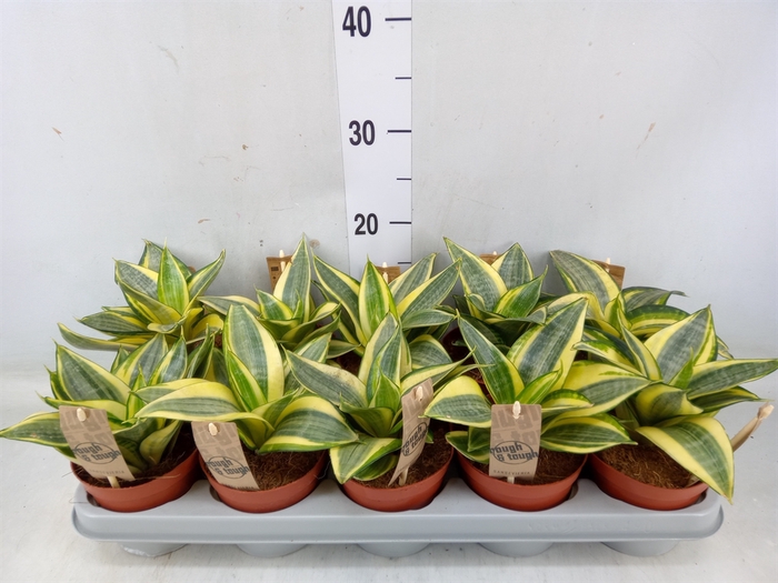 <h4>Sansevieria trifa. 'Golden Hahnii'</h4>