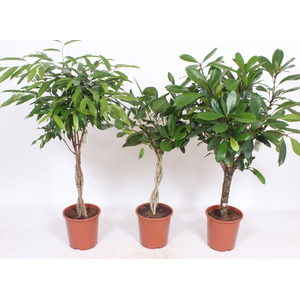 Houseplant Mix CC Ficus Exotic Mix P27