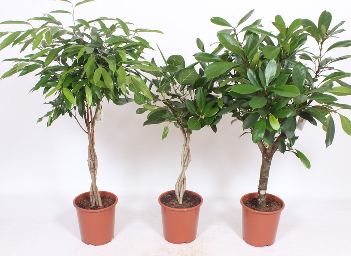 <h4>Houseplant Mix CC Ficus Exotic Mix P27</h4>