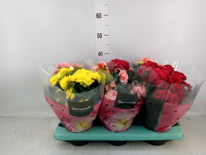 Begonia elat. DU   ...mix