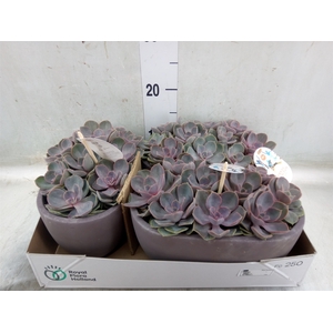 Echeveria  'Perle von Nurnberg'