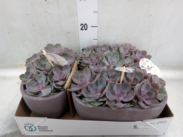 <h4>Echeveria  'Perle von Nurnberg'</h4>